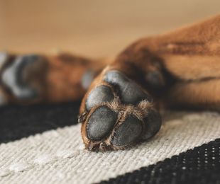 Cómo cuidar las almohadillas plantares de tu perro