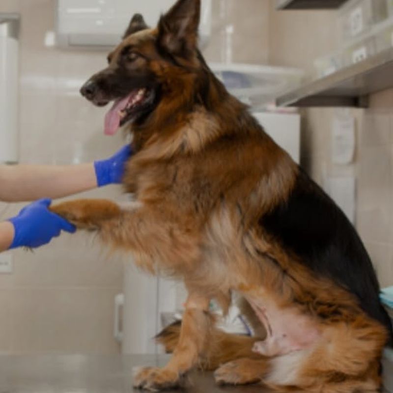 Diagnóstico de displasia: Piensos de Centro Veterinario Ifach
