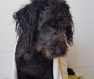 SERVICIO DE BAÑO PARA PERROS RESIDENTES