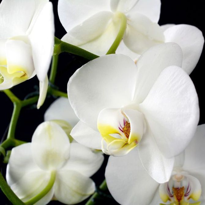 Consejos para cuidar las orquídeas