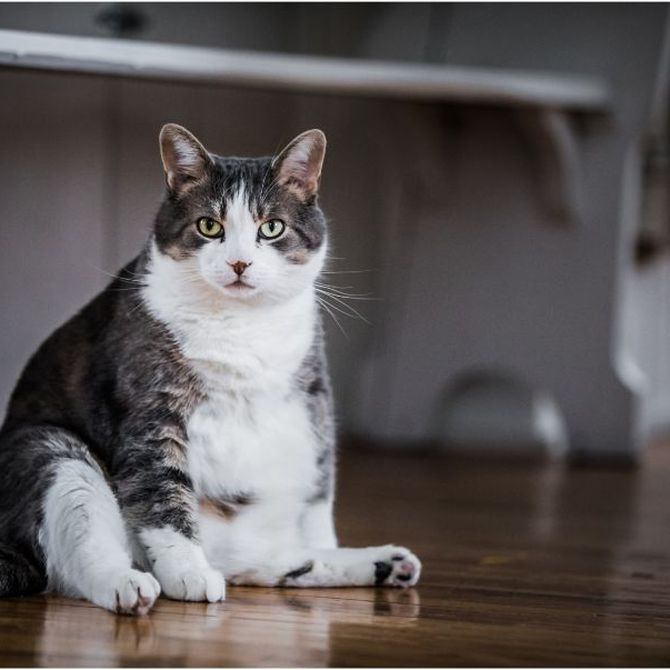 Riesgos de la obesidad en los gatos
