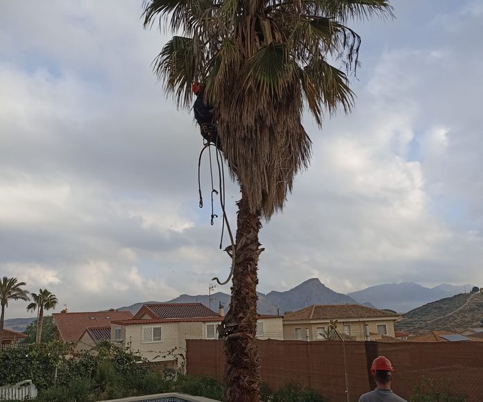 Tala de palmera en murcia