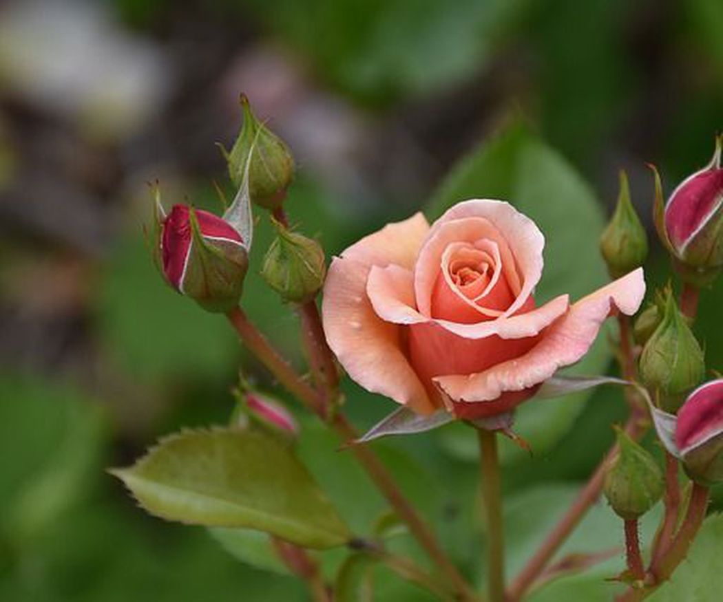 Cómo cuidar los rosales de tu jardín