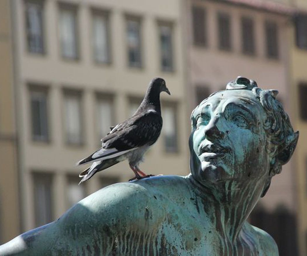 El control de palomas en las ciudades