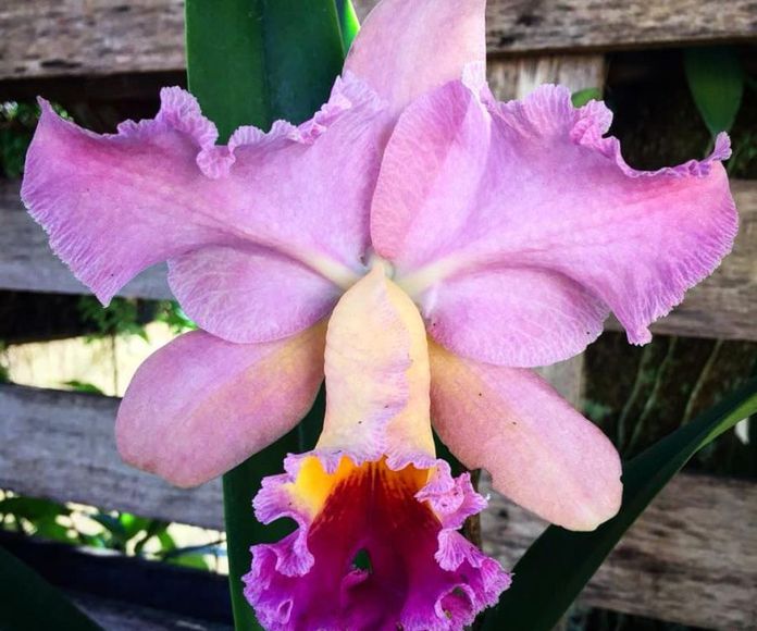 Orquídea de la Inspiración: Terapias de Terapias Alternativas Isabel