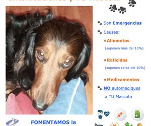 Intoxicaciones y TU Mascota