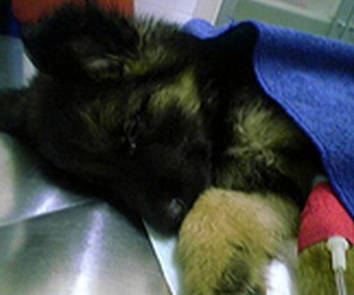 HospitalizaciÃ³n de dÃ­a: Servicios de ClÃ­nica Veterinaria PirÃ¡mides
