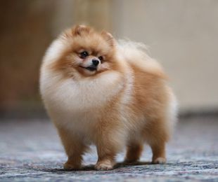 Curso de peluquería canina para profesionales: Domina el arte del corte y el estilo