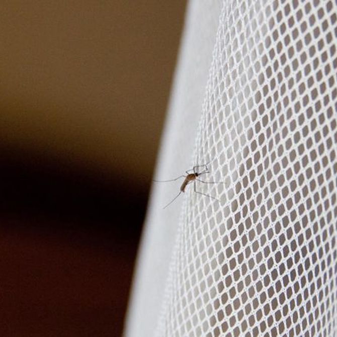 Evita el peligro de los mosquitos