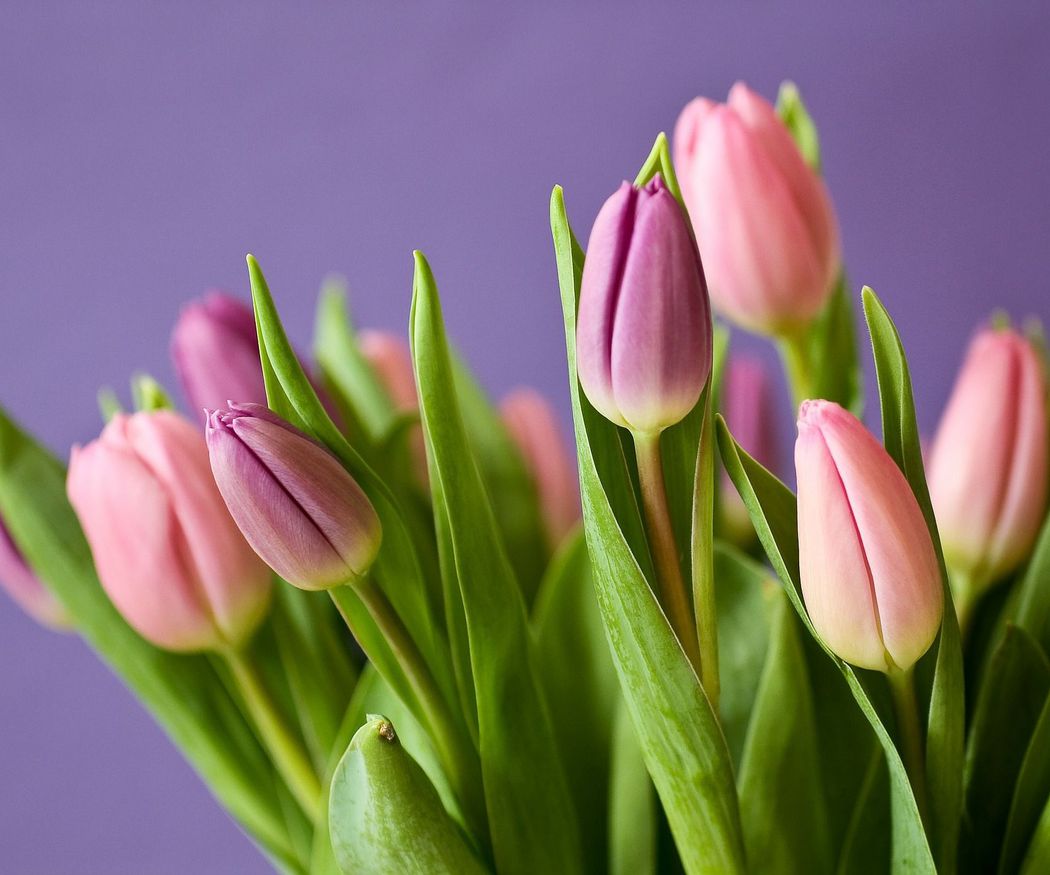 Significado del color de los tulipanes