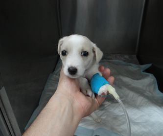 Cardiología: Servicios de Clínica Veterinari Sant Antoni Abat