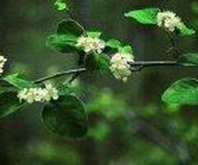 Cotoneaster granatensis Ref.5 ( Arbusto )