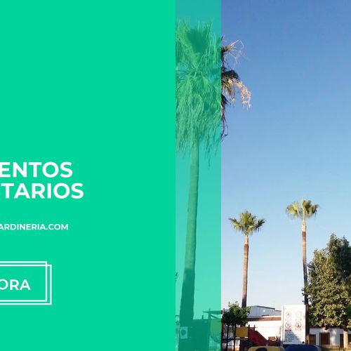 Poda en altura en Huelva | Arroyo Lorca Jardinería