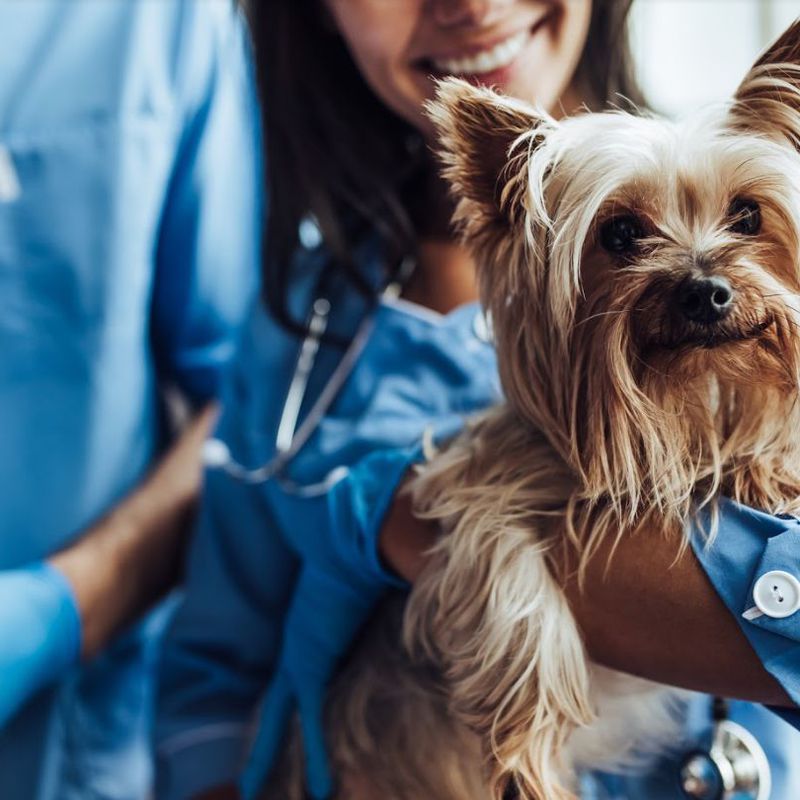 Curso de Ayudante Técnico Veterinario: Cursos de CEMAFE Formación