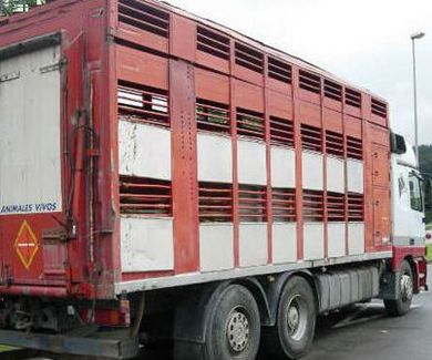 Transporte de cerdos 