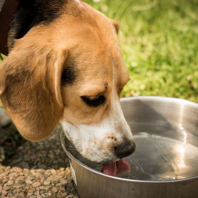 La importancia de mantener a nuestros perros hidratados