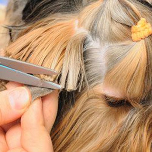 SErvicio de peluquería canina