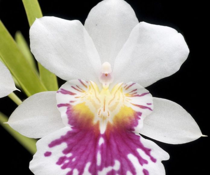 Orquídea del Ángel de la Guarda : Terapias de Terapias Alternativas Isabel