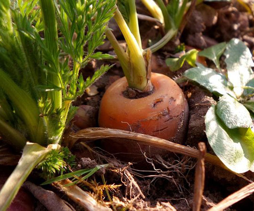 Características del cultivo de la zanahoria