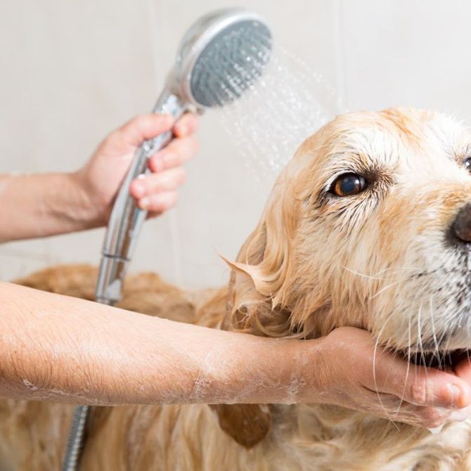 ¿Cada cuánto tiempo se bañan los perros?