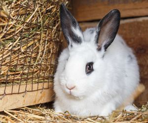 Consejos básicos para cuidar un conejo
