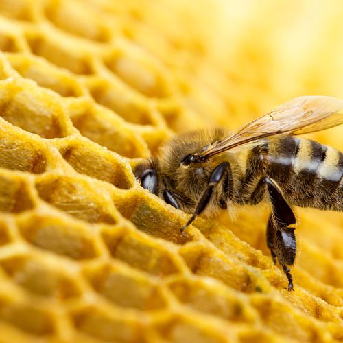Cera de abeja de primera calidad