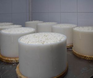 Elaboración de queso artesano cabrales en Asturias