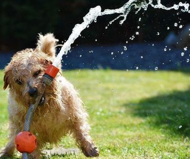 7 maneras de refrescar a tu perro en verano
