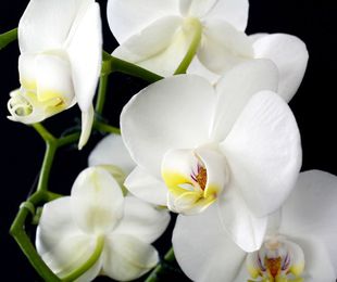 Consejos para cuidar las orquídeas