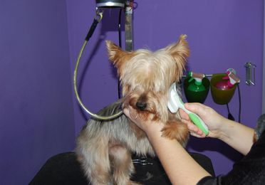 Servicio de peluquería y estética canina y felina