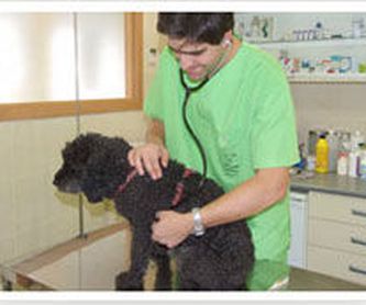Oftalmología veterinaria: Servicios de JESUS GARCIA CORONADO