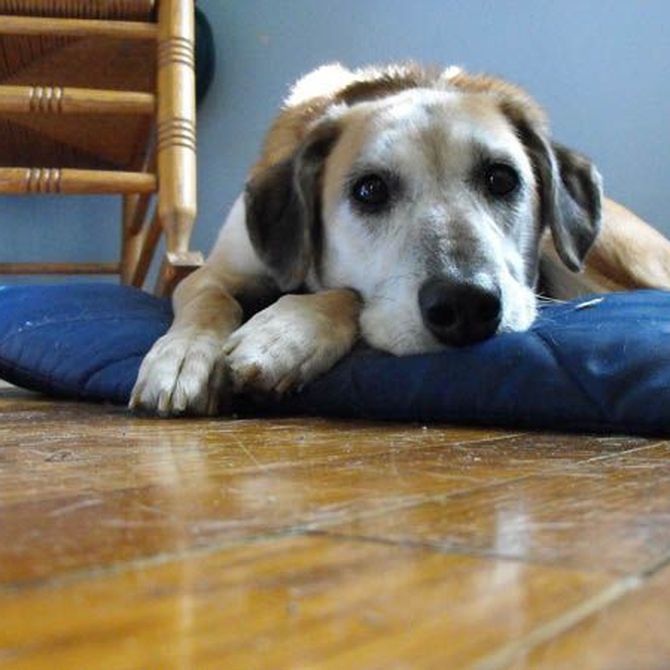 Principales patologías de perros atendidas en las urgencias veterinarias