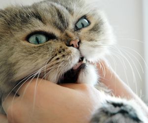 Peluquería canina y felina. Tienda especializada.