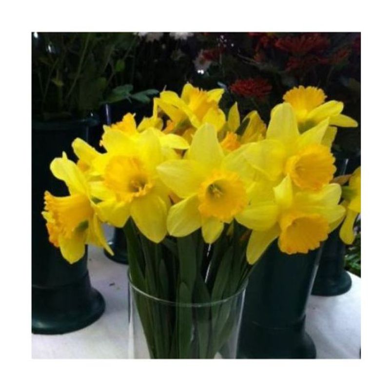 Narcisos. Flor de temporada