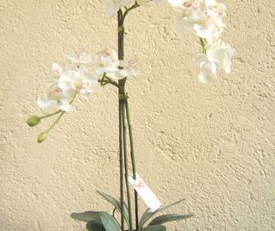 Orquídea dos tallos en blanco