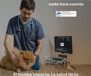 El tiempo importa: cuando un antibótico a tiempo puede salvar la vida de tu mascota