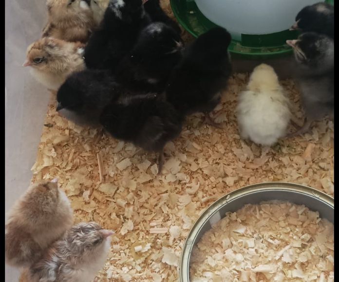 Pollitos de raza: Nuestras gallinas y piensos de Avícola Antonia