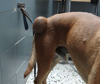 Cardiología: Servicios de Clínica Veterinari Sant Antoni Abat