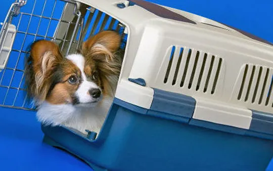 Atención veterinaria en Huelva