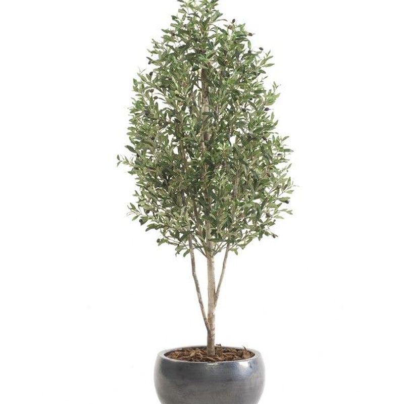 Árbol olivo Mini: ¿Qué hacemos? de Ches Pa, S.L.