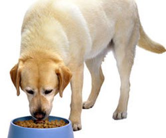 Consulta y Tratamientos de Animales exóticos: Servicios de Clínica Veterinaria Cachorros