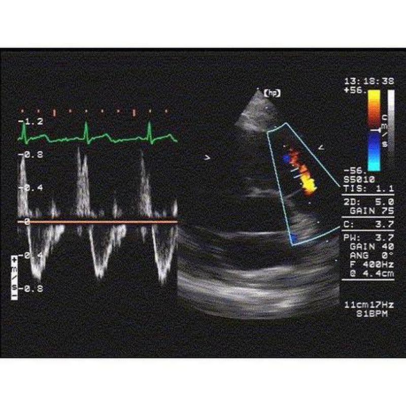 Electrocardiografía: Servicios de Clínica Veterinaria Besaya