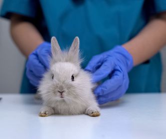 Desparasitación: Piensos de Centro Veterinario Ifach