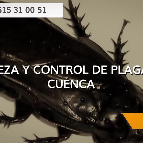 Empresas de desinfección en Cuenca | Limpiezas y Control de Plagas Jake