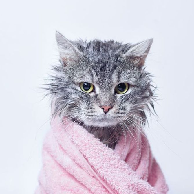 Pautas para el cuidado e higiene de tu gato