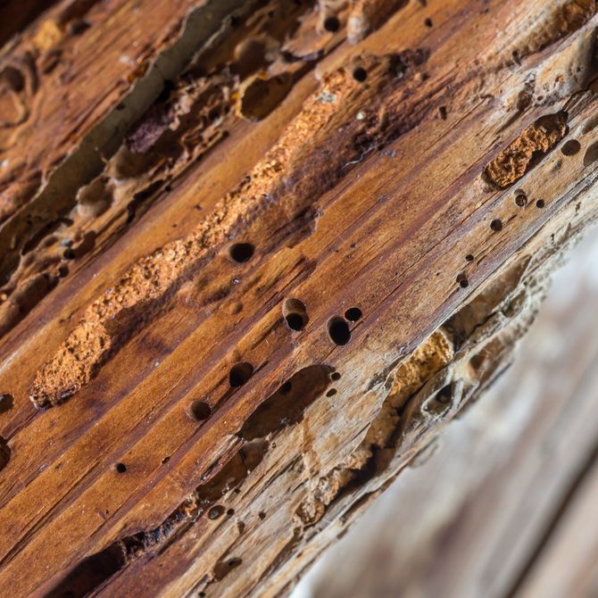Barreras efectivas y limpias contra los daños por termitas
