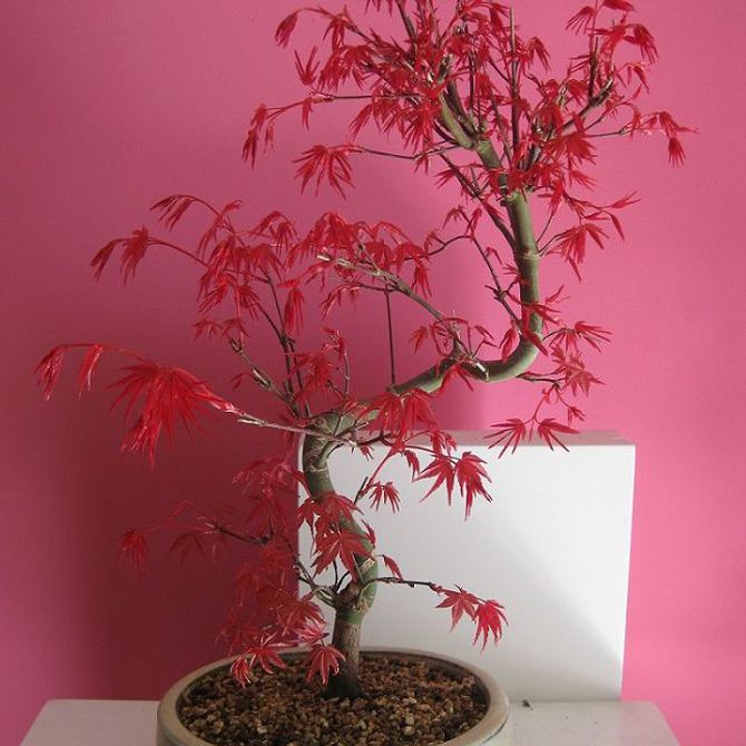 Características del bonsái de arce japonés