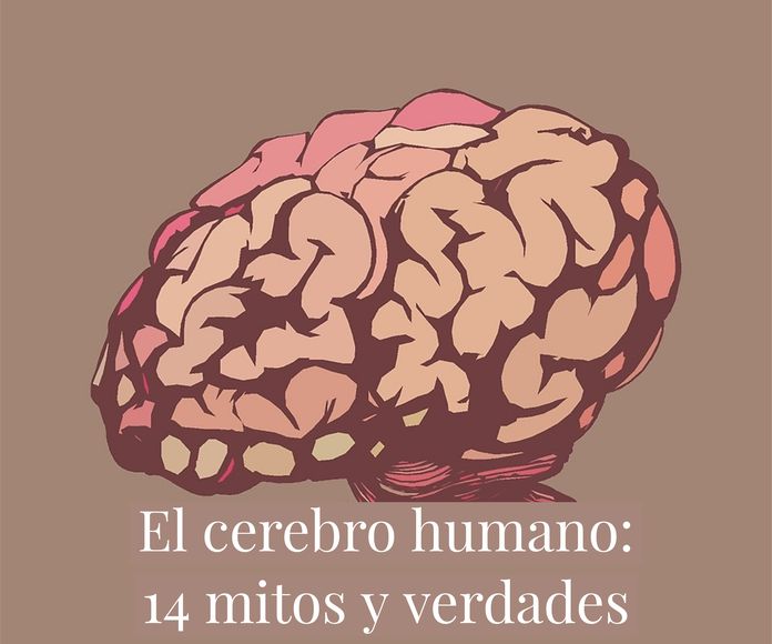 Cerebro humano }}