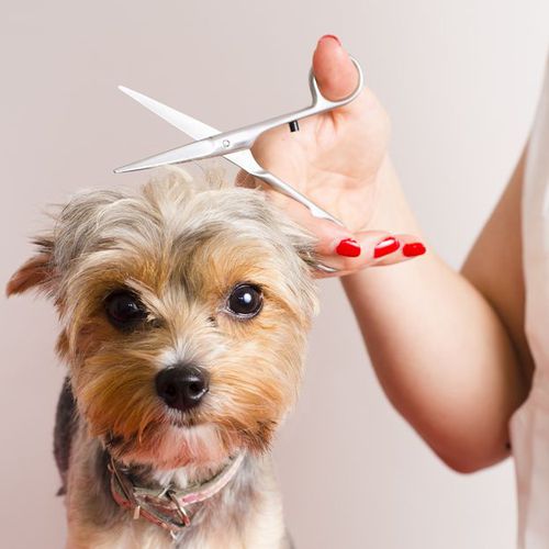 Corte de pelo para perros