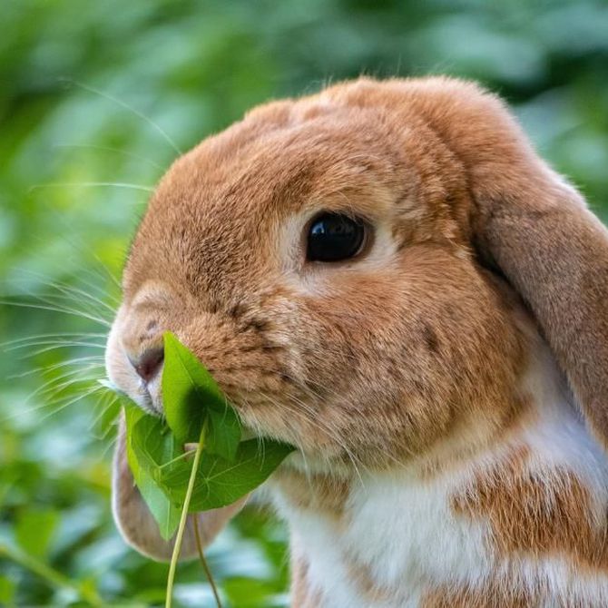 Qué debe contener el pienso saludable para conejos